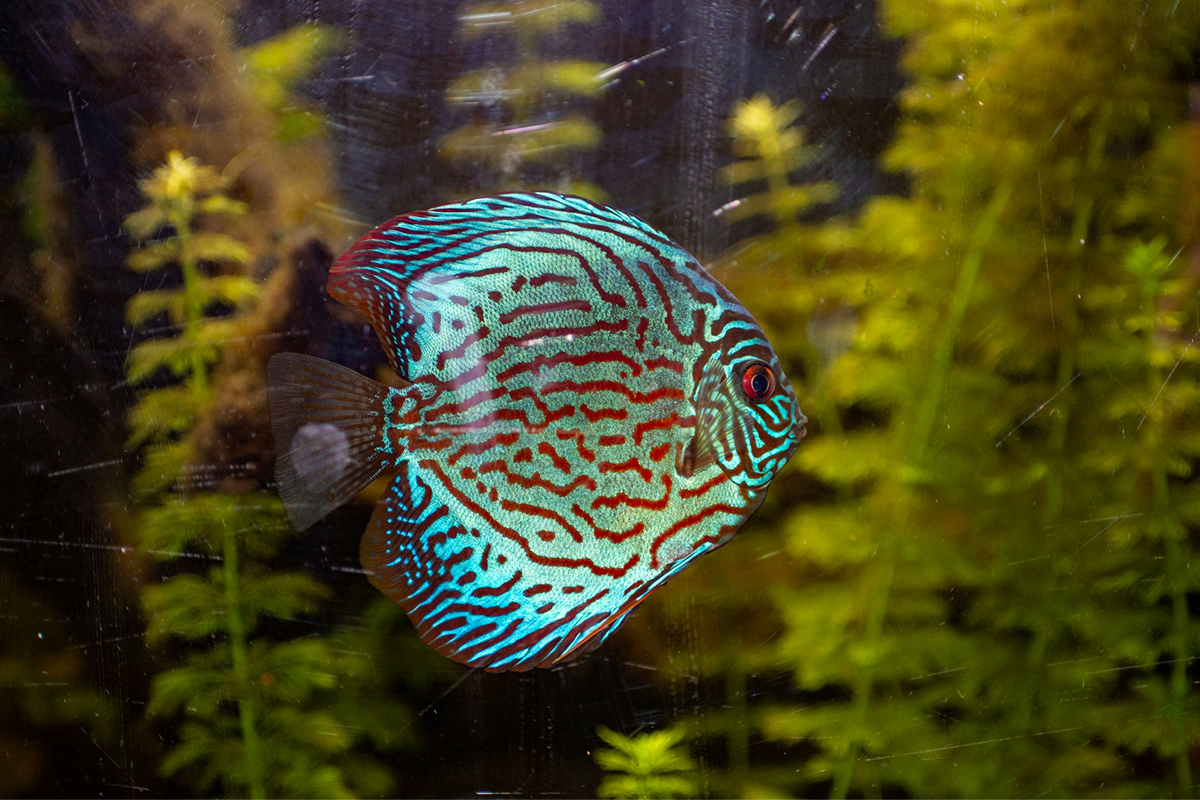 Discus Fish